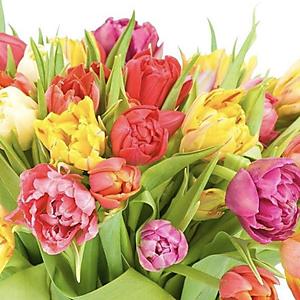 Bouquet de tulipes - 15 tulipes